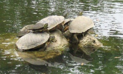 Lady Bird Lake turtles
